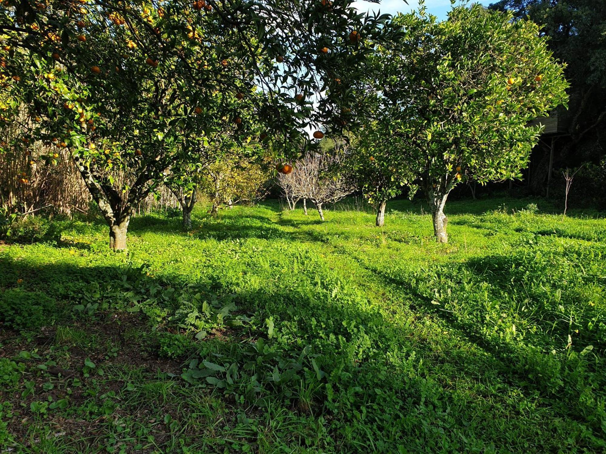 Villa Quinta De Sao Pedro à Sobreda Extérieur photo